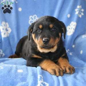 Daisy, Rottweiler Puppy