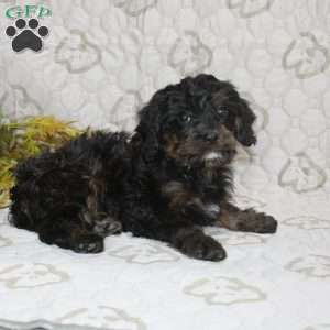 Calvin, Cavapoo Puppy