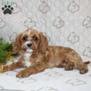 Cody, Cavapoo Puppy