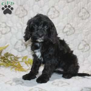 Colton, Cavapoo Puppy