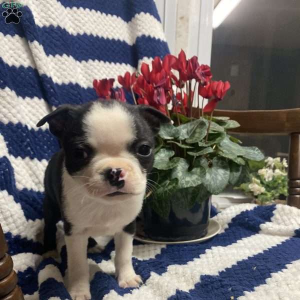 Tiny Tim, Boston Terrier Puppy