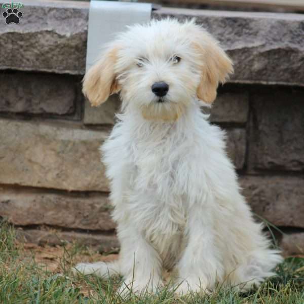 Jasper, Goldendoodle Puppy