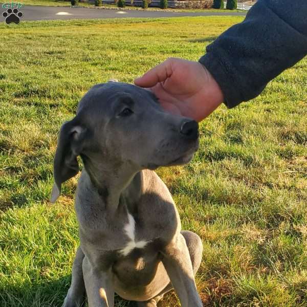 Bree, Great Dane Puppy