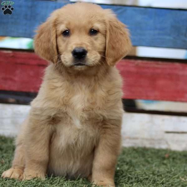 Timothy, Golden Retriever Puppy