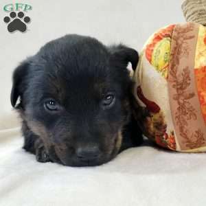 Junior, Labrador Mix Puppy