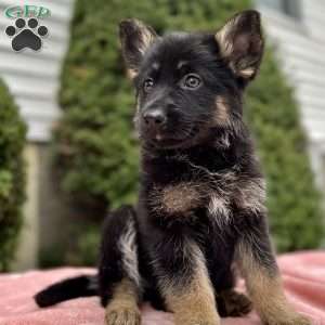 Nikita, German Shepherd Puppy