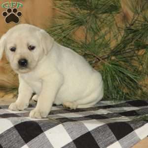 Dixie, Yellow Labrador Retriever Puppy