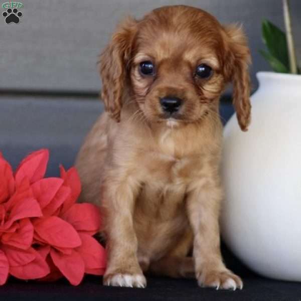 Scout, Cavapoo Puppy