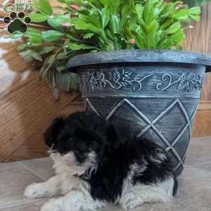 Teacup, Yorkie Poo Puppy