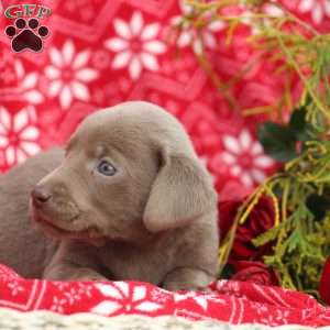 Polly, Silver Labrador Retriever Puppy