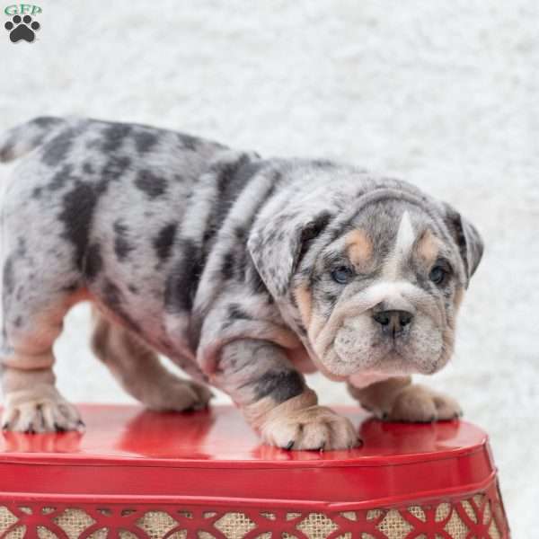 Platinum, English Bulldog Puppy