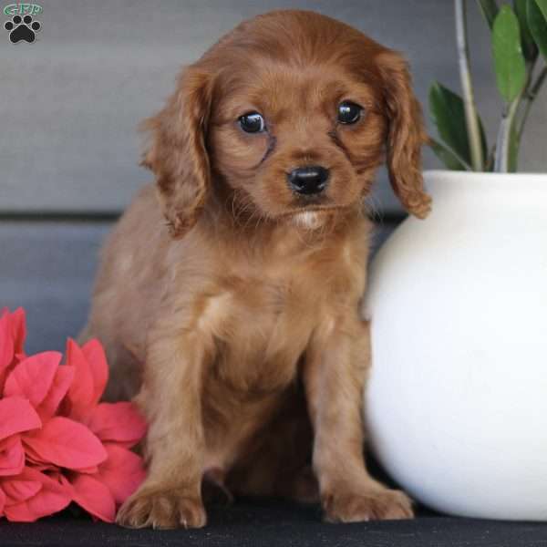 Sawyer, Cavapoo Puppy