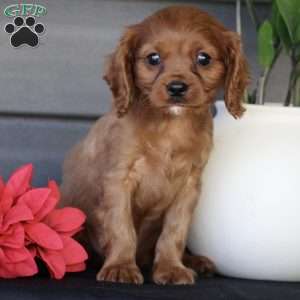 Sawyer, Cavapoo Puppy