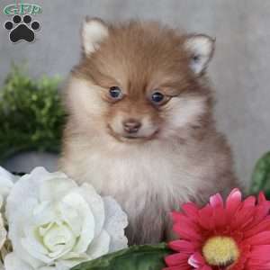 Pomeranian Puppies For Sale - Greenfield Puppies