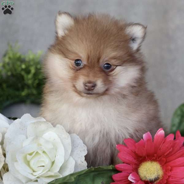 Liv, Pomeranian Puppy