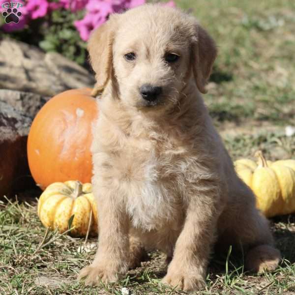 Piper, Mini Labradoodle Puppy