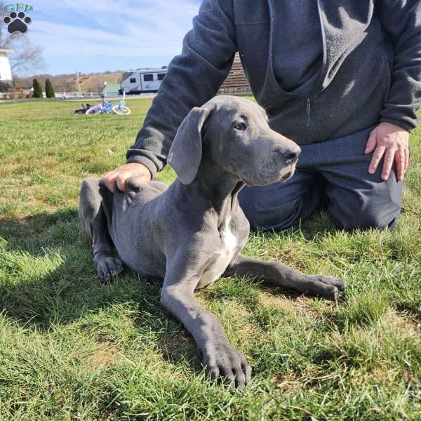 Blake, Great Dane Puppy