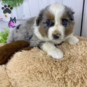 Ruby, Australian Shepherd Puppy