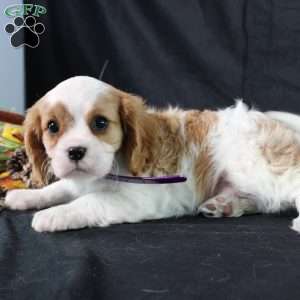 Hannah, Cavalier King Charles Spaniel Puppy