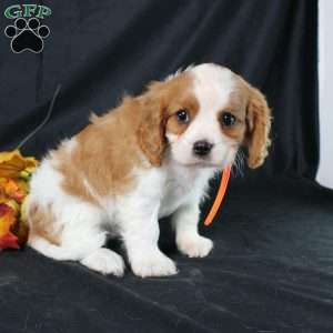 Hailey, Cavalier King Charles Spaniel Puppy