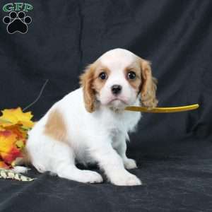 Honeydew, Cavalier King Charles Spaniel Puppy