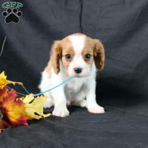 Happy, Cavalier King Charles Spaniel Puppy