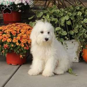 Kent, Miniature Poodle Puppy