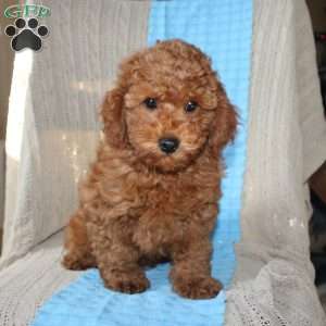 Braden, Mini Goldendoodle Puppy