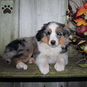 Kali, Miniature Australian Shepherd Puppy