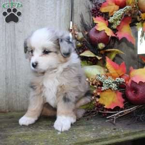 Leah, Miniature Australian Shepherd Puppy