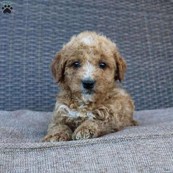 Pumpkin, Mini Goldendoodle Puppy