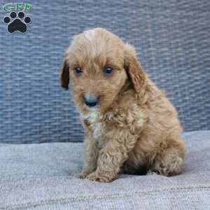 Prince, Mini Goldendoodle Puppy