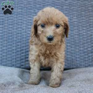 Rosie, Mini Goldendoodle Puppy