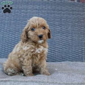 Coy, Mini Goldendoodle Puppy