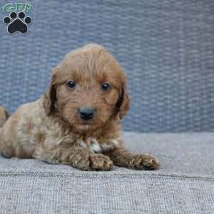 Rocky, Mini Goldendoodle Puppy