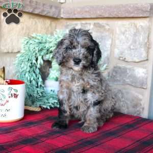 Kenny, Mini Labradoodle Puppy