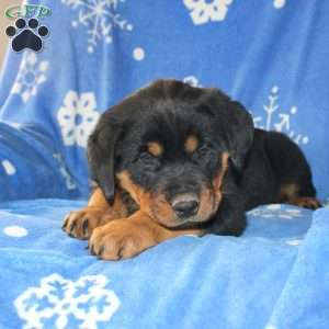 Dolly, Rottweiler Puppy