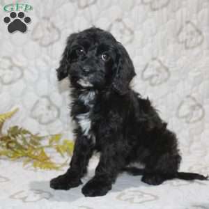 Colton, Cavapoo Puppy