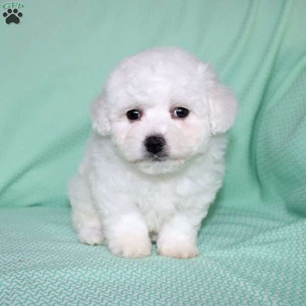 Snowball, Bichon Frise Puppy