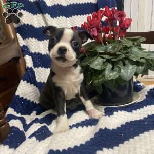 Bert, Boston Terrier Puppy