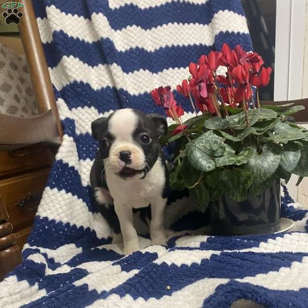 Bella, Boston Terrier Puppy