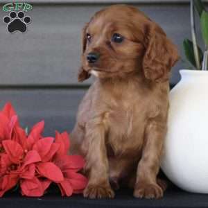 Sawyer, Cavapoo Puppy