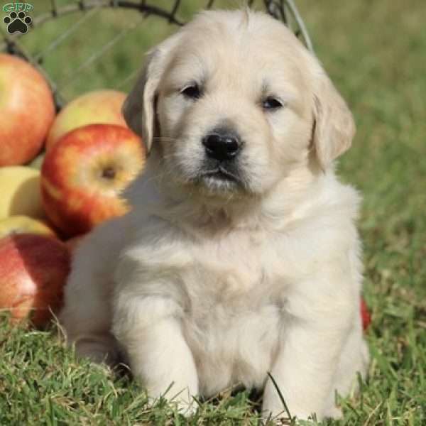 Marshmallow, English Cream Golden Retriever Puppy