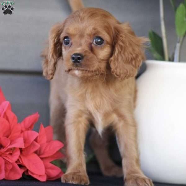 Sophie, Cavapoo Puppy