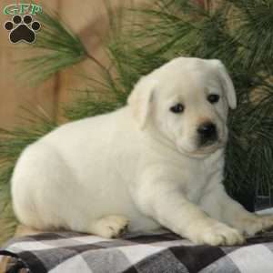 Dandy, Yellow Labrador Retriever Puppy