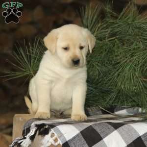 Hunter, Yellow Labrador Retriever Puppy