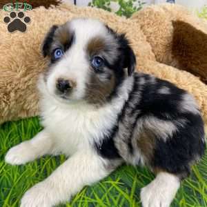 Nala, Australian Shepherd Puppy