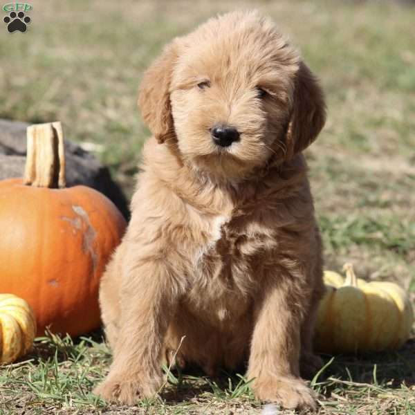 Rainbow, Mini Labradoodle Puppy