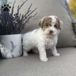 Rocky, Maltipoo Puppy