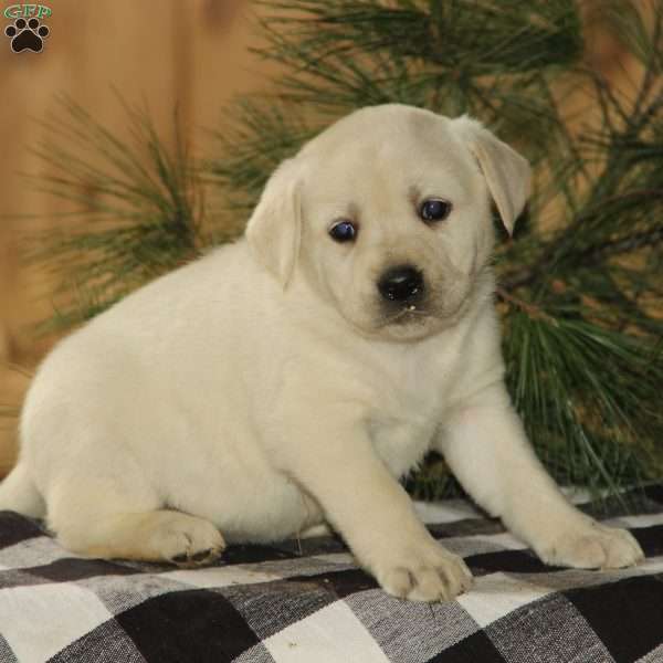 Dixie, Yellow Labrador Retriever Puppy